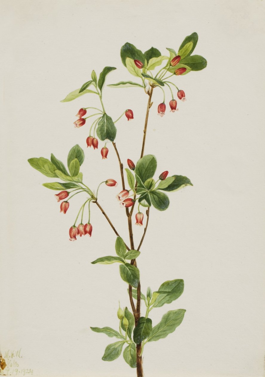  by Mary Vaux Walcott