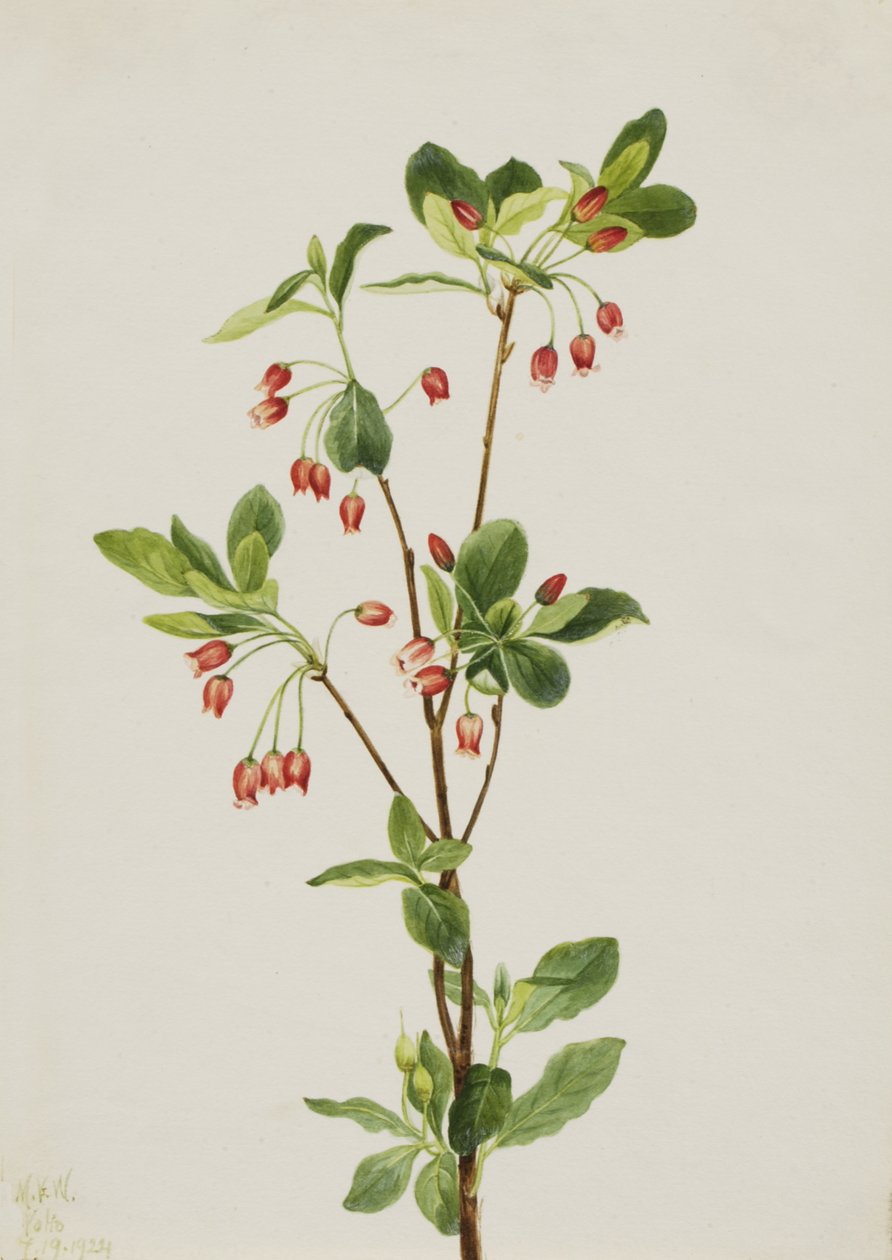 Batı Menziesia Menziesia glabella, 1924. by Mary Vaux Walcott
