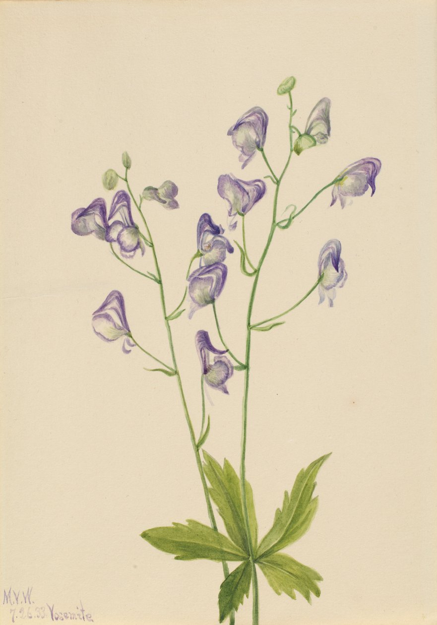  by Mary Vaux Walcott