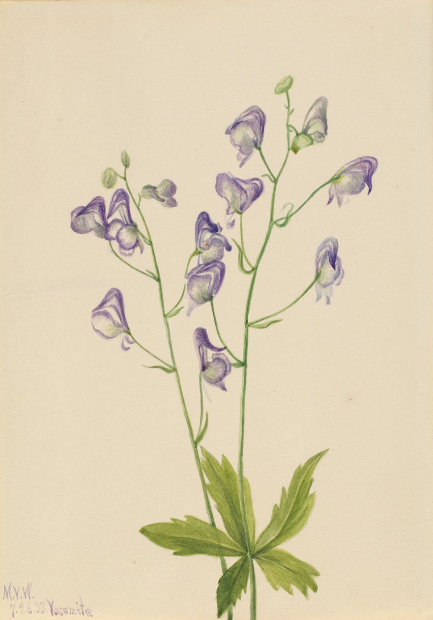 Batı Monkshood Aconitum columbianum, 1933 by Mary Vaux Walcott