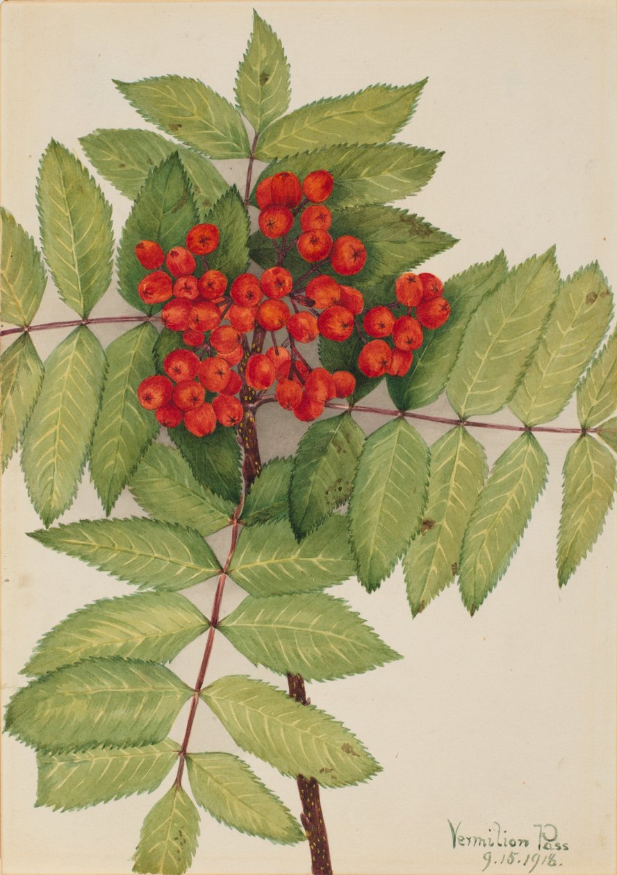  by Mary Vaux Walcott