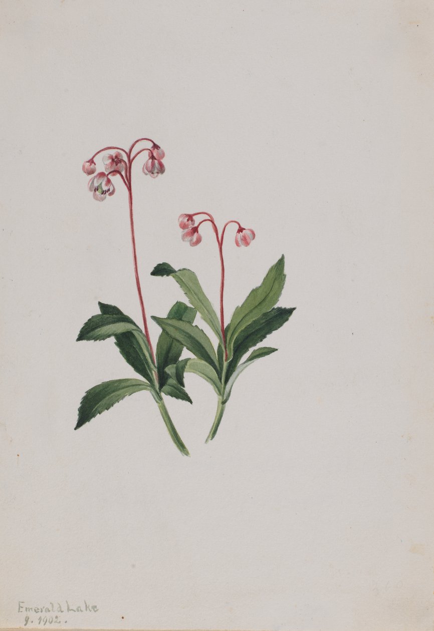 Batı Pipsissewa Chimaphila umbellata, 1902. by Mary Vaux Walcott
