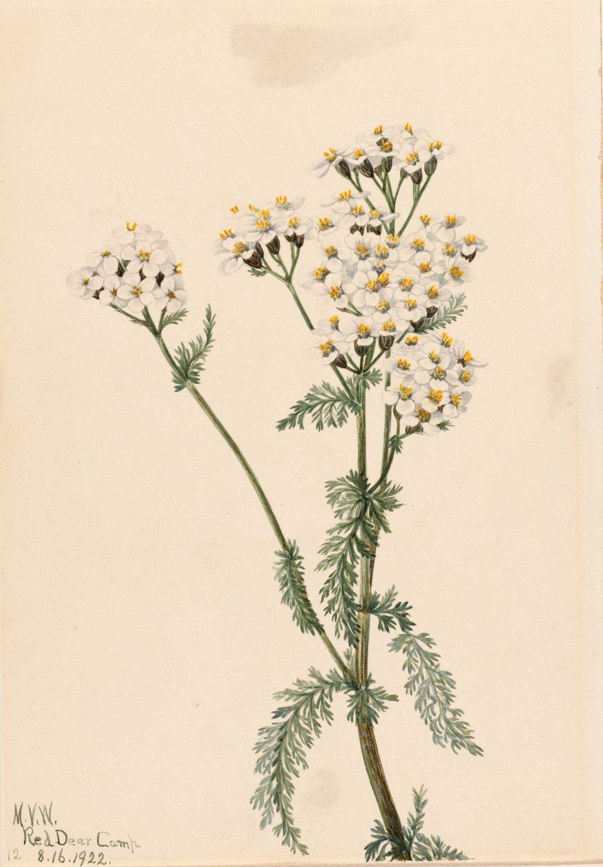  by Mary Vaux Walcott
