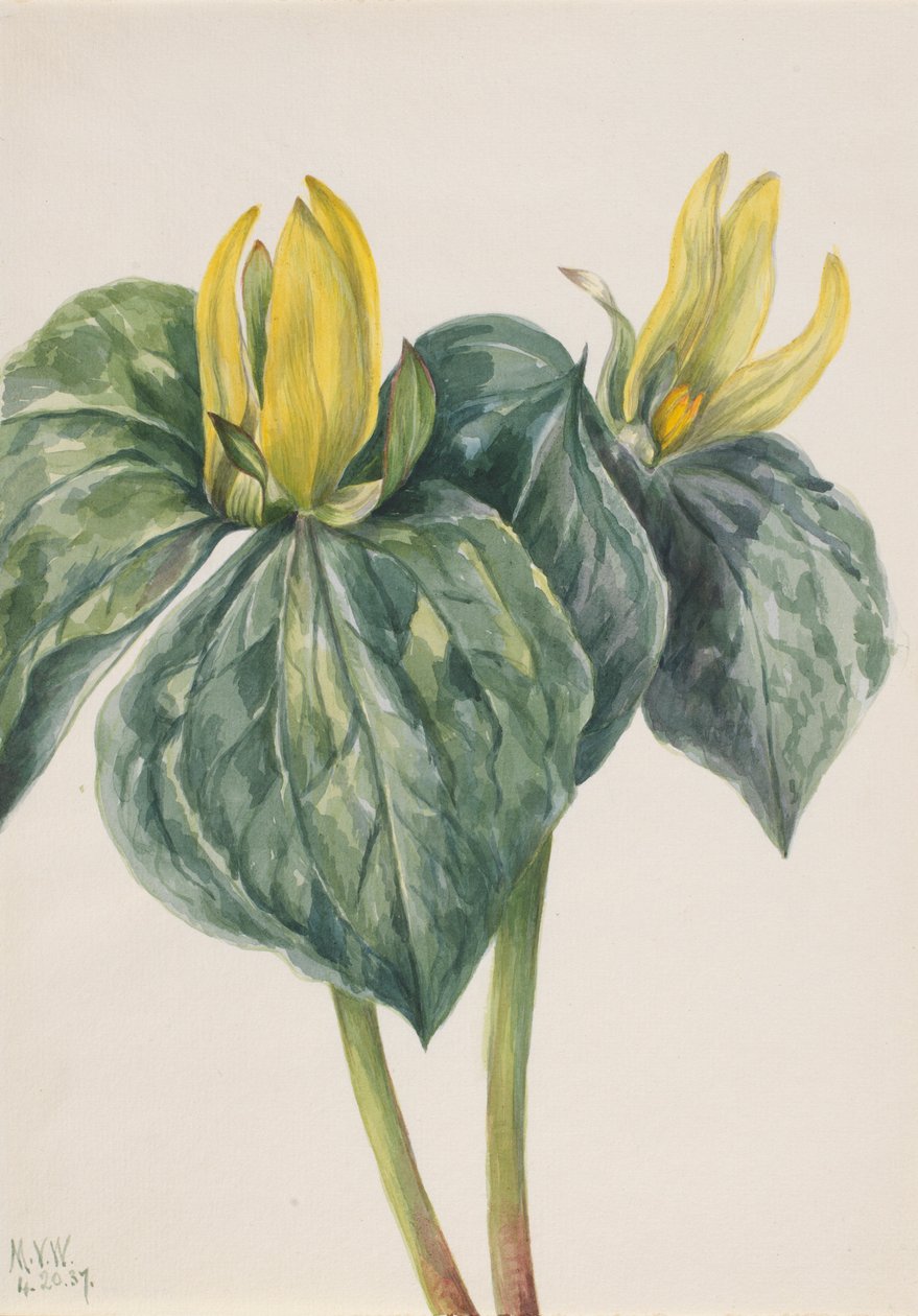  by Mary Vaux Walcott