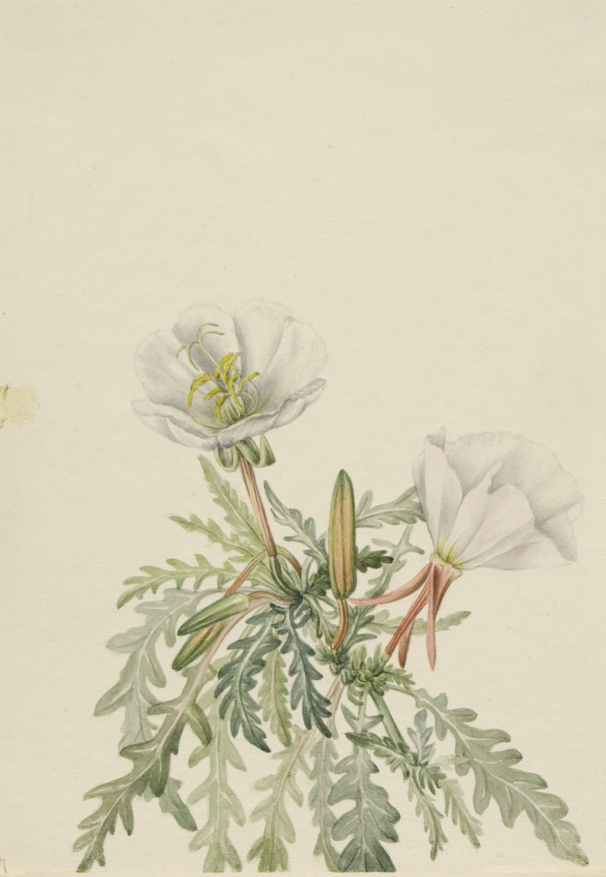  by Mary Vaux Walcott
