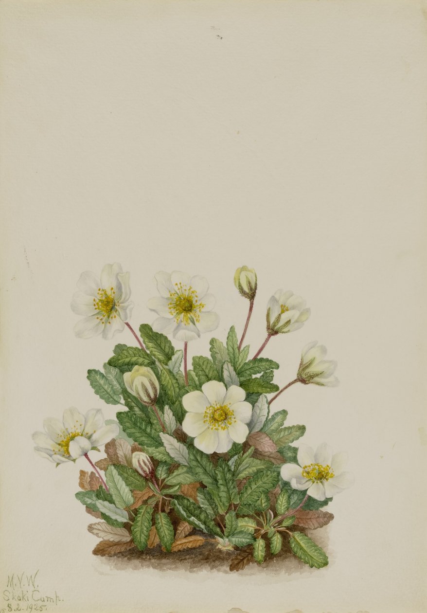  by Mary Vaux Walcott