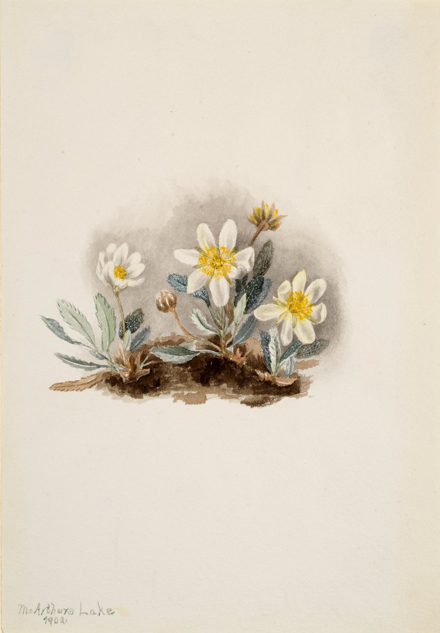 Beyaz Dryad Dryas octopetala, 1902. by Mary Vaux Walcott