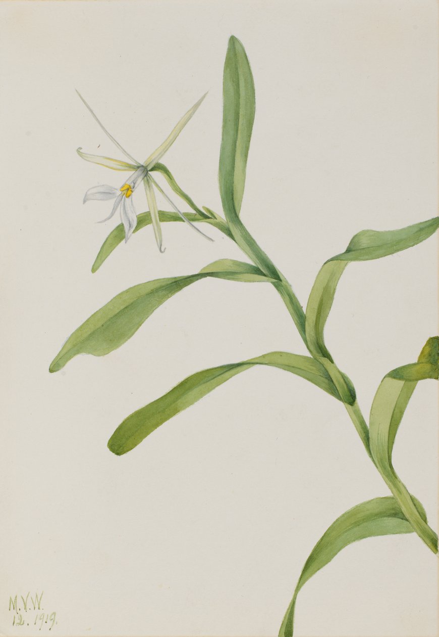 Beyaz, 1919 by Mary Vaux Walcott