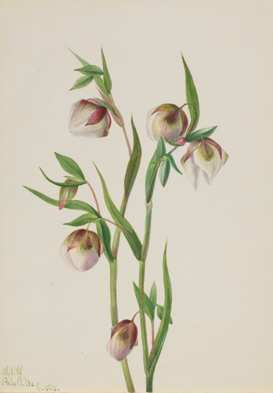 Beyaz Peri Feneri Calochortus albus, 1933. by Mary Vaux Walcott