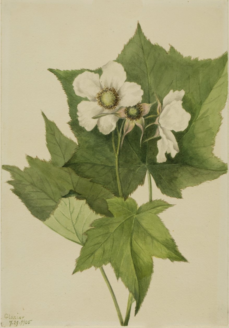 Beyaz Çiçekli Ahududu Rubus parviflorus, 1905. by Mary Vaux Walcott