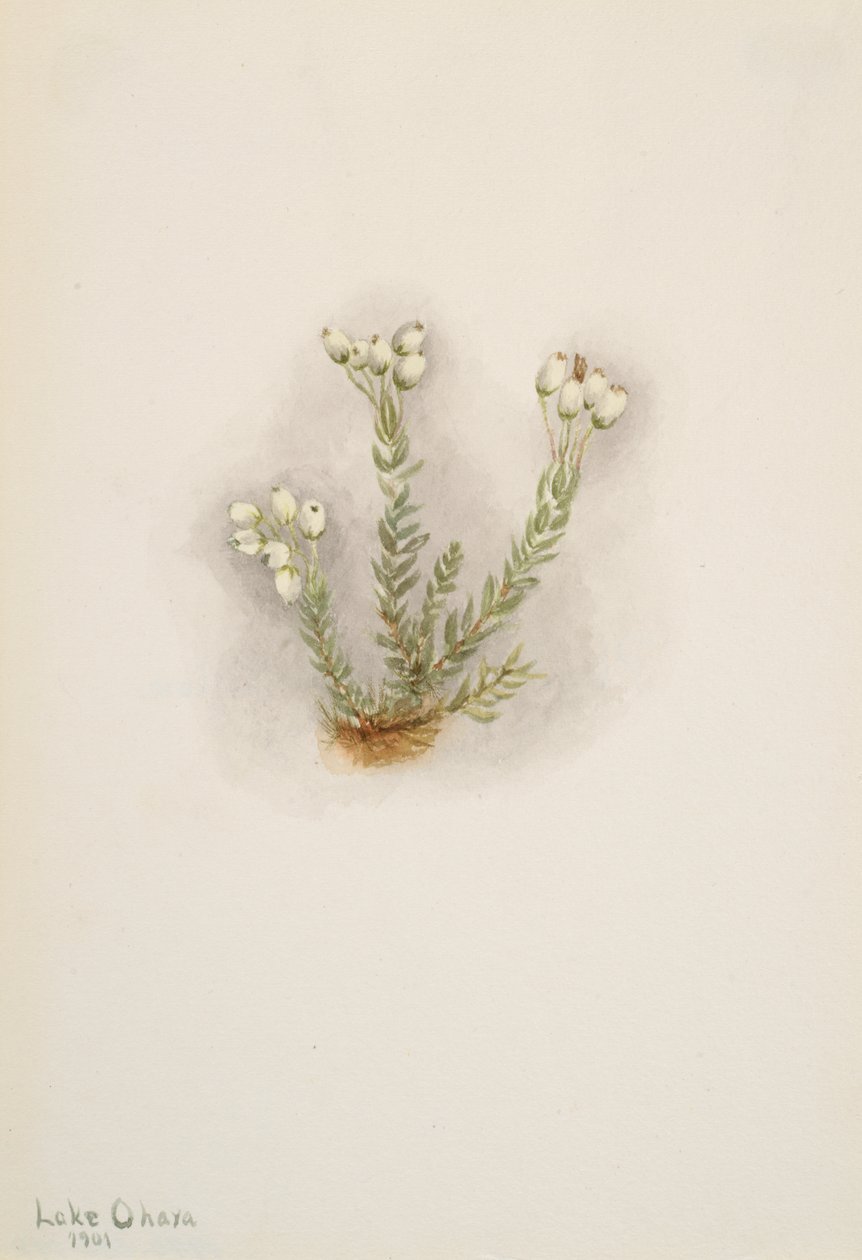 Beyaz Heather Phyllodoce grandiflora, 1901. by Mary Vaux Walcott