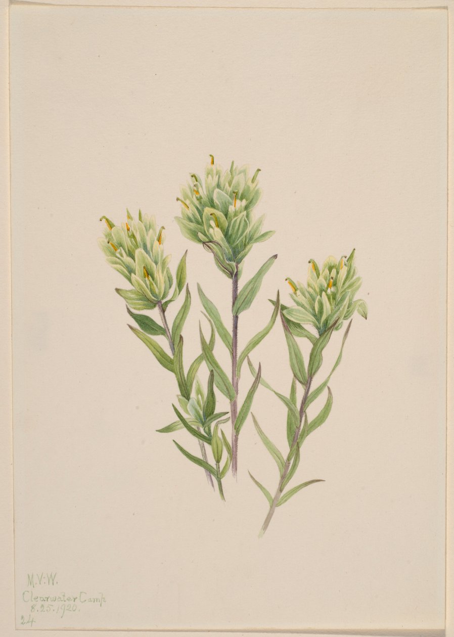  by Mary Vaux Walcott