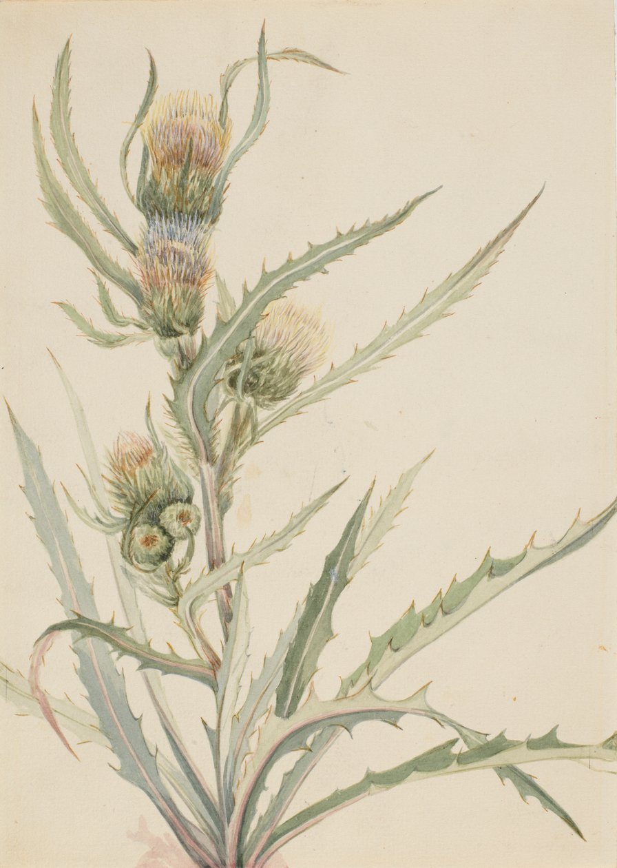  by Mary Vaux Walcott