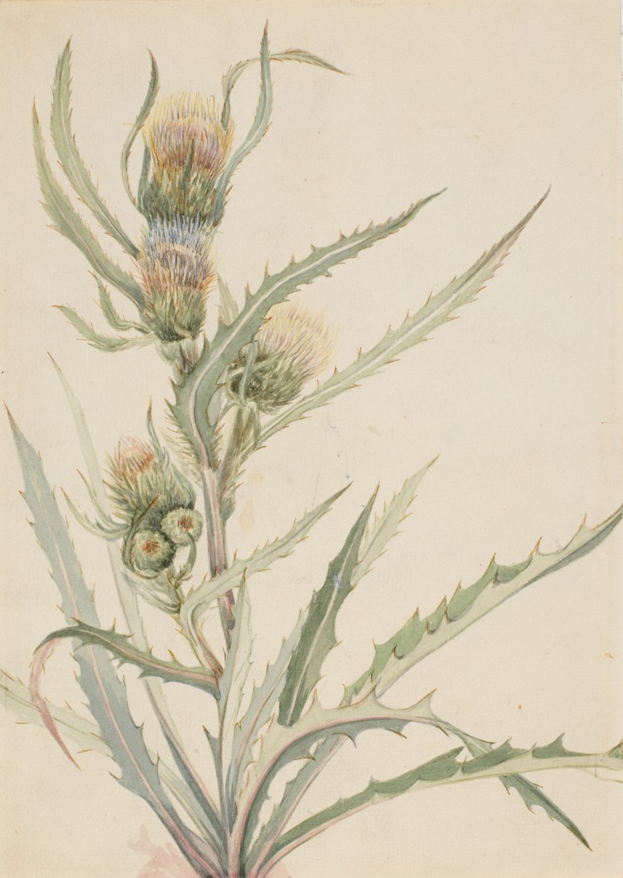 Beyaz Devedikeni Cirsium fahişe, n.d. by Mary Vaux Walcott