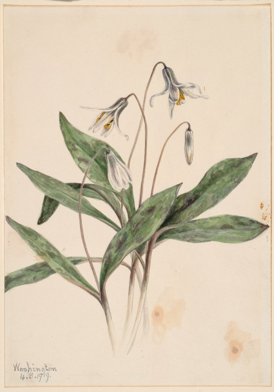  by Mary Vaux Walcott
