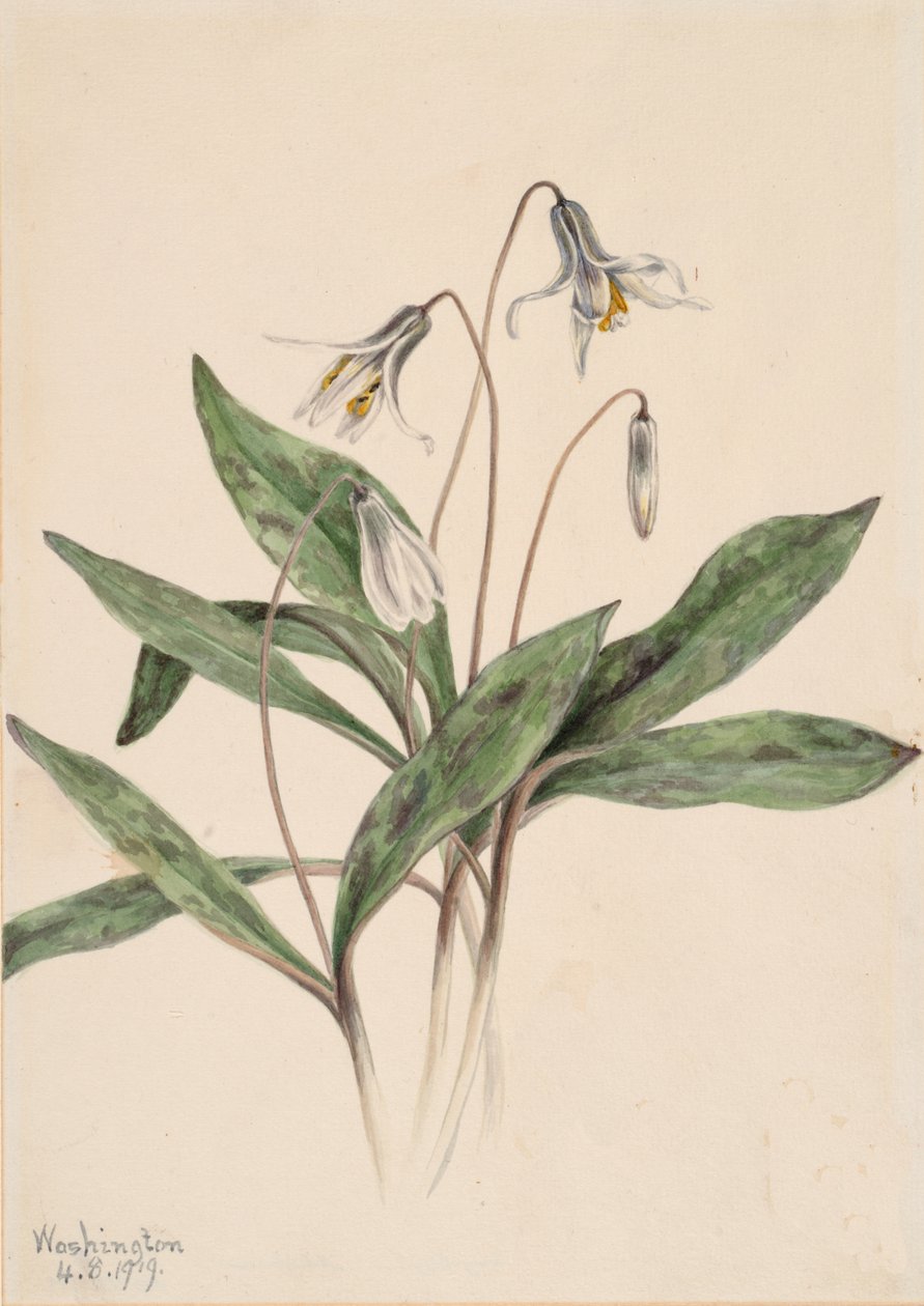 Beyaz Alabalık Erythronium albidum, 1919. by Mary Vaux Walcott