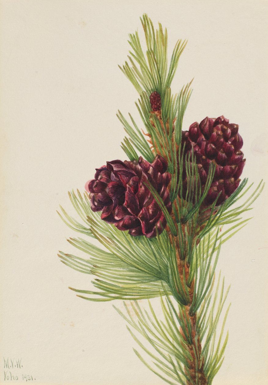  by Mary Vaux Walcott