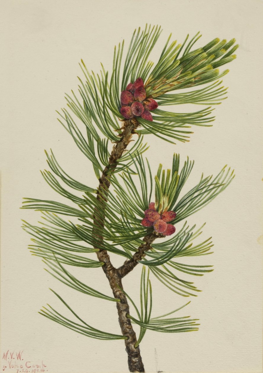  by Mary Vaux Walcott