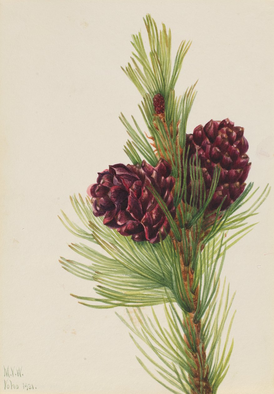Whitebark Çam Pinus albicaulis, 1931. by Mary Vaux Walcott