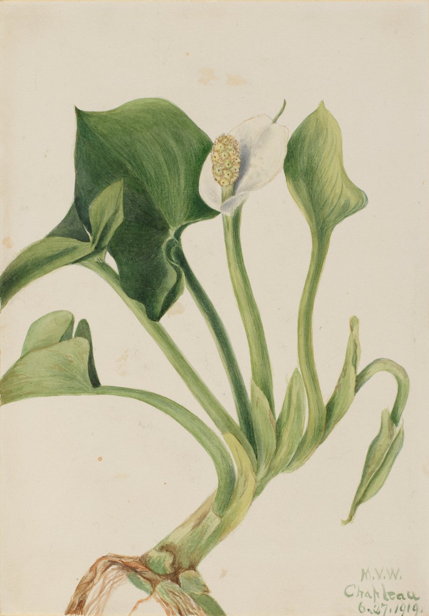 Yabani Calla (Calla palustris) by Mary Vaux Walcott