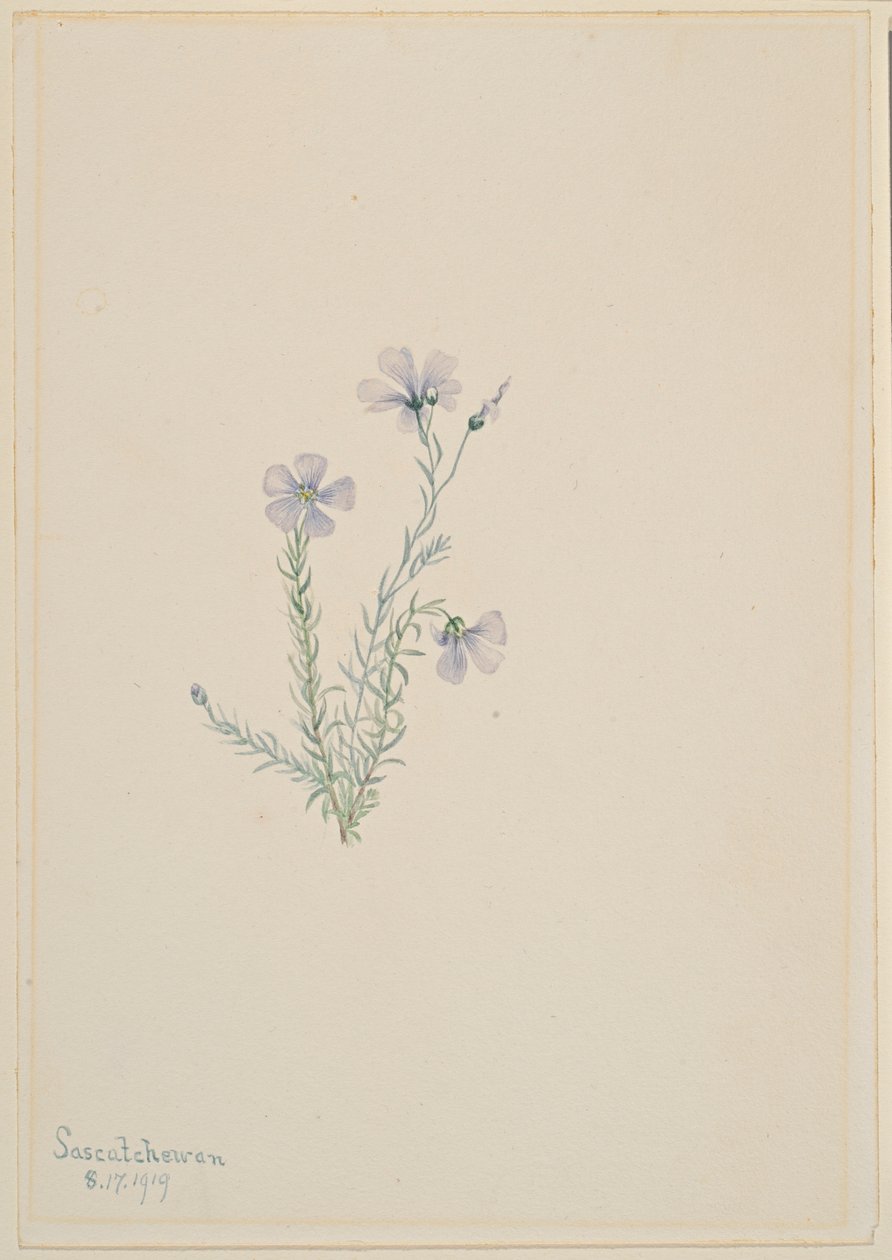  by Mary Vaux Walcott