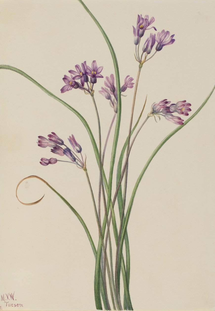  by Mary Vaux Walcott