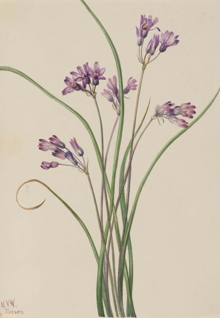 Yabani Sümbül Brodiaea pulchella, 1927 by Mary Vaux Walcott
