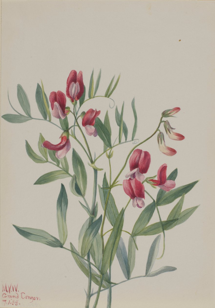  by Mary Vaux Walcott