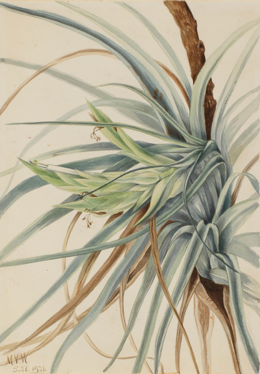  by Mary Vaux Walcott