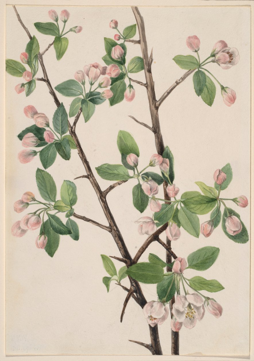  by Mary Vaux Walcott