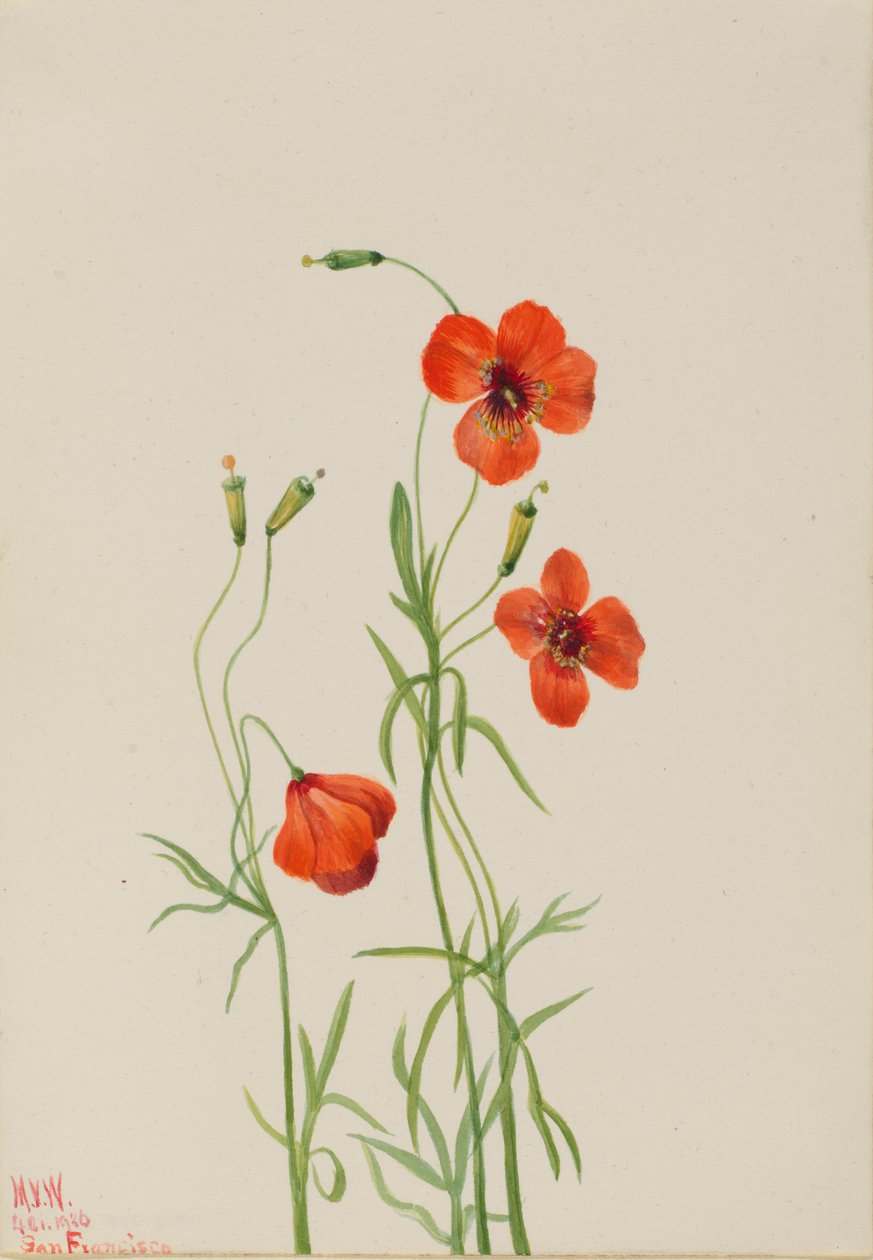  by Mary Vaux Walcott