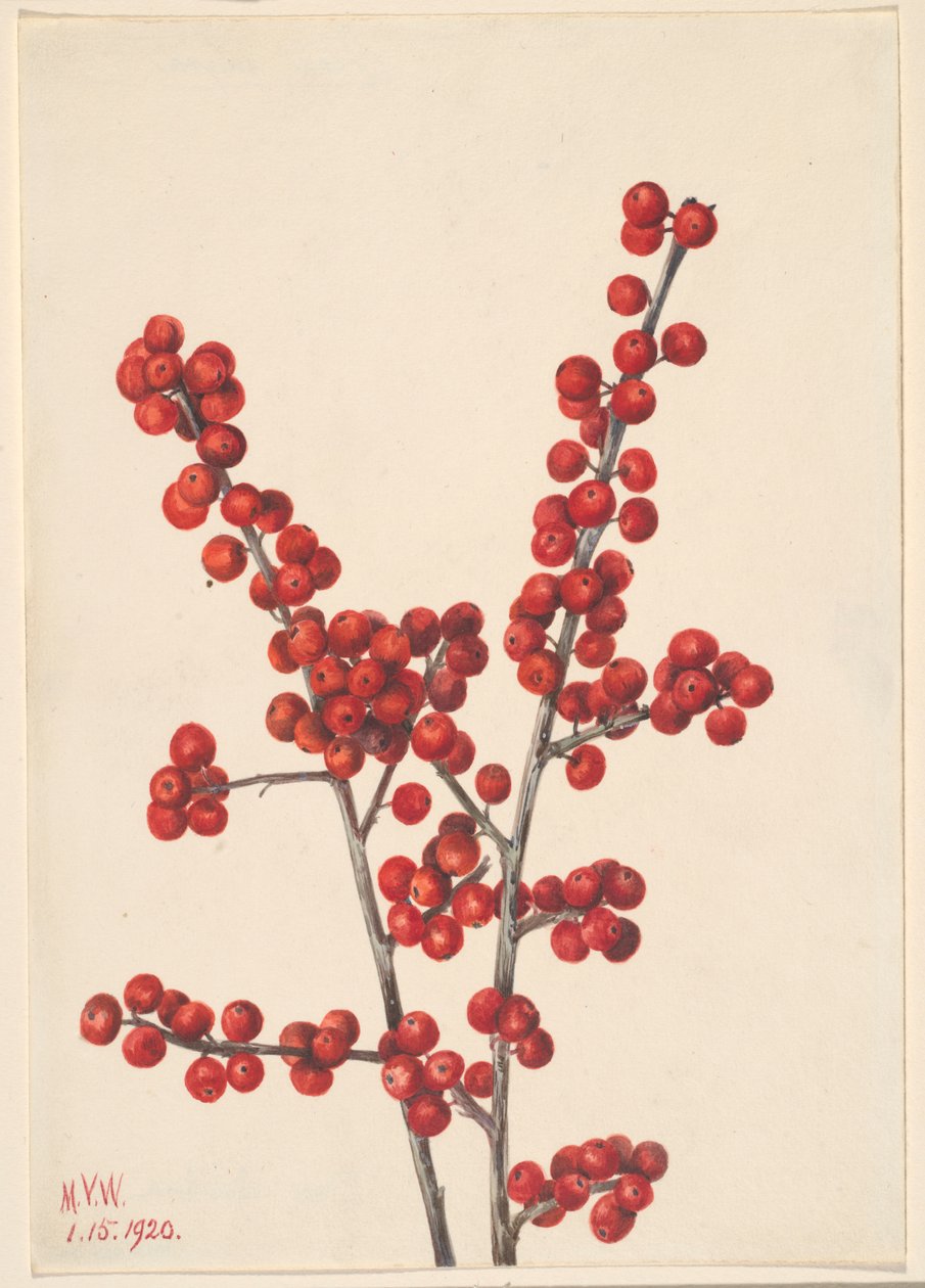  by Mary Vaux Walcott