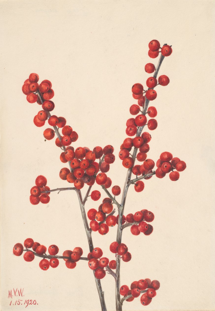 Winterberry Ilex verticillata, 1920. by Mary Vaux Walcott
