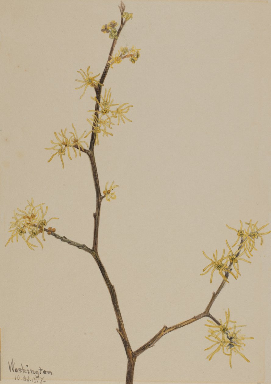 Cadı-Hazel Hamamelis virginiana, 1917. by Mary Vaux Walcott