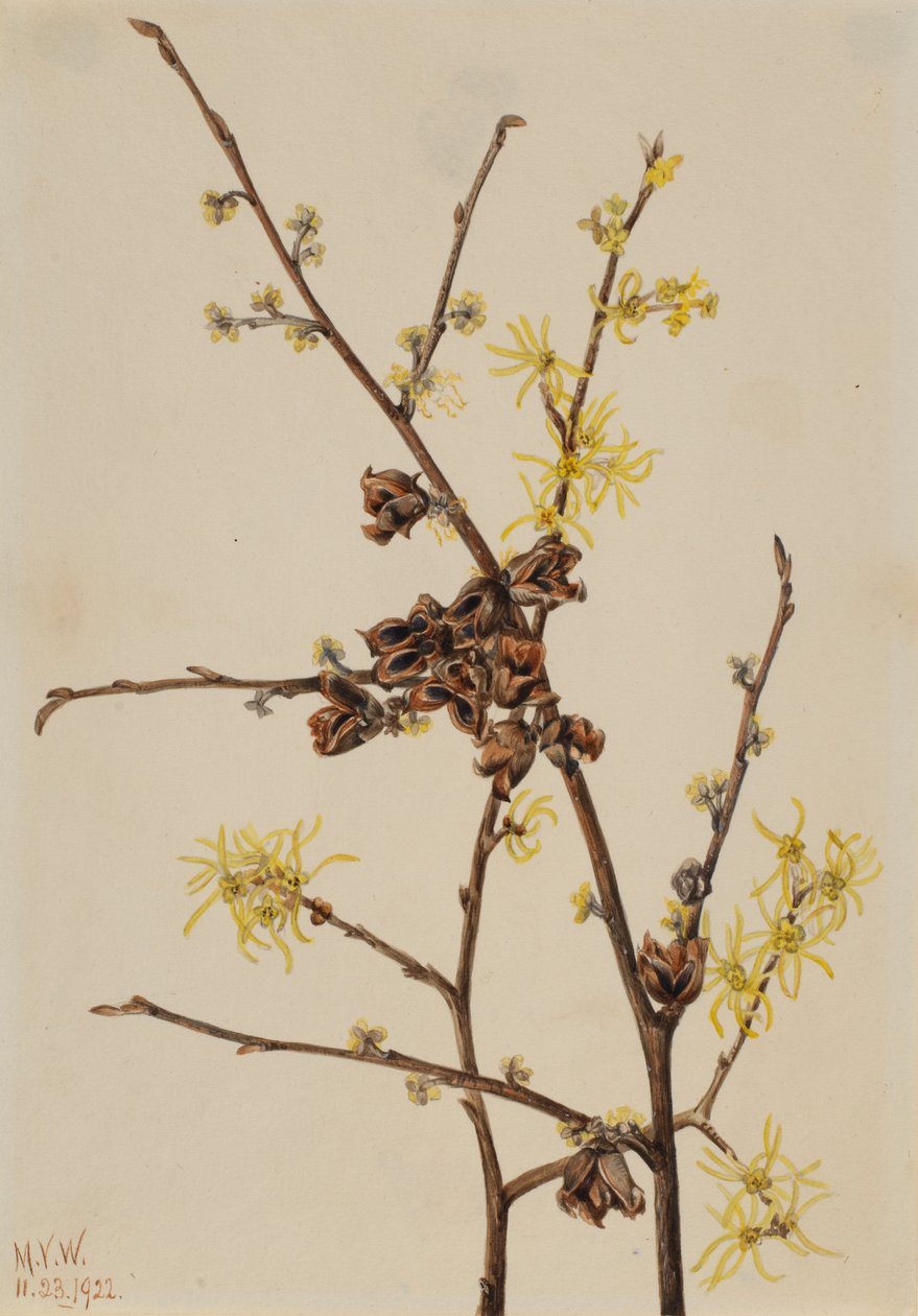  by Mary Vaux Walcott