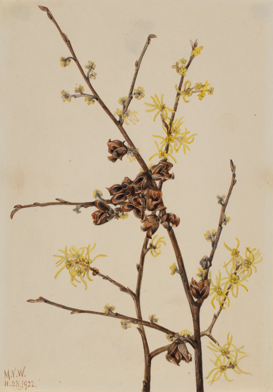 Cadı Hazel Hamamelis virginiana, 1922. by Mary Vaux Walcott