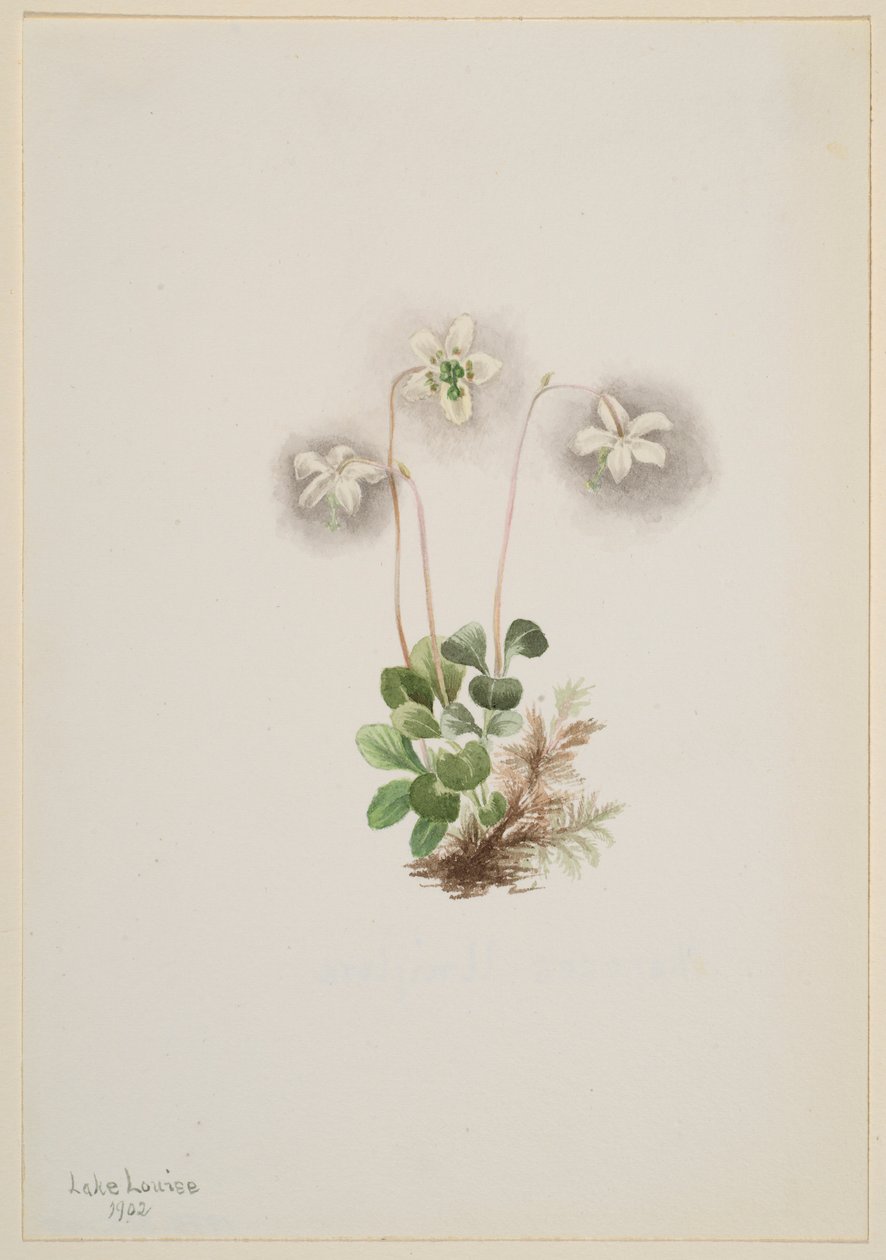  by Mary Vaux Walcott
