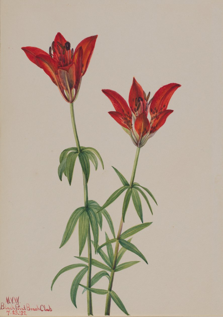  by Mary Vaux Walcott