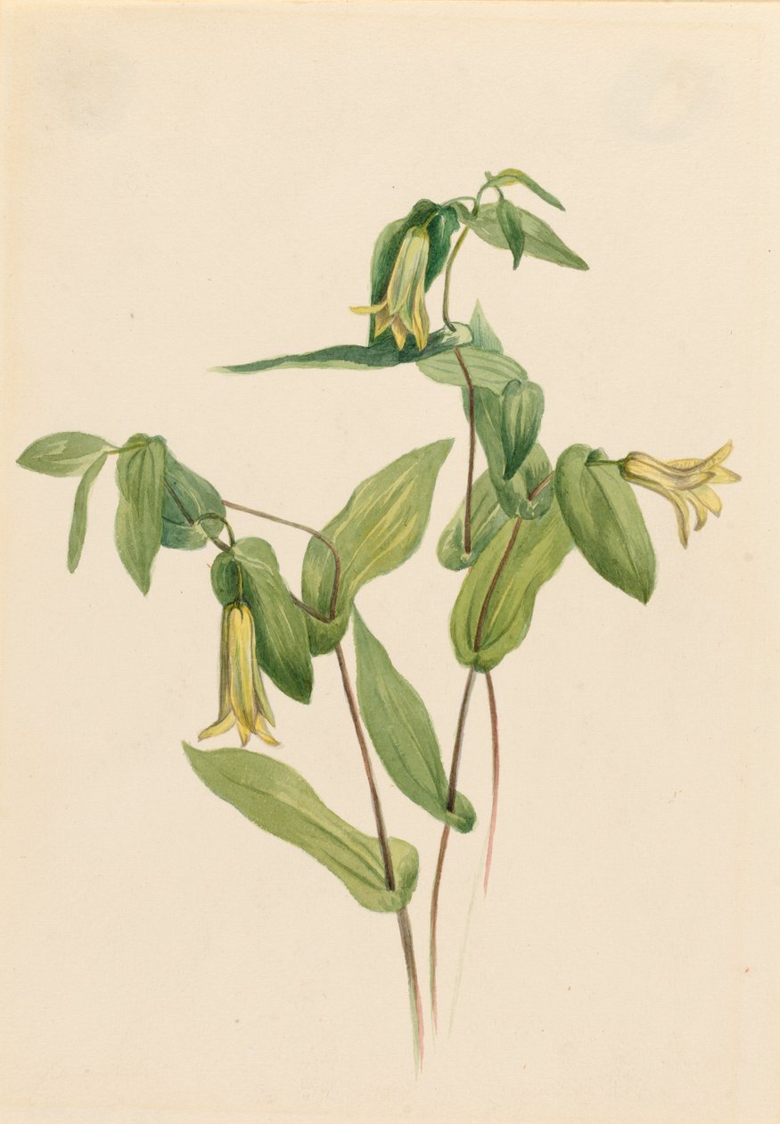  by Mary Vaux Walcott