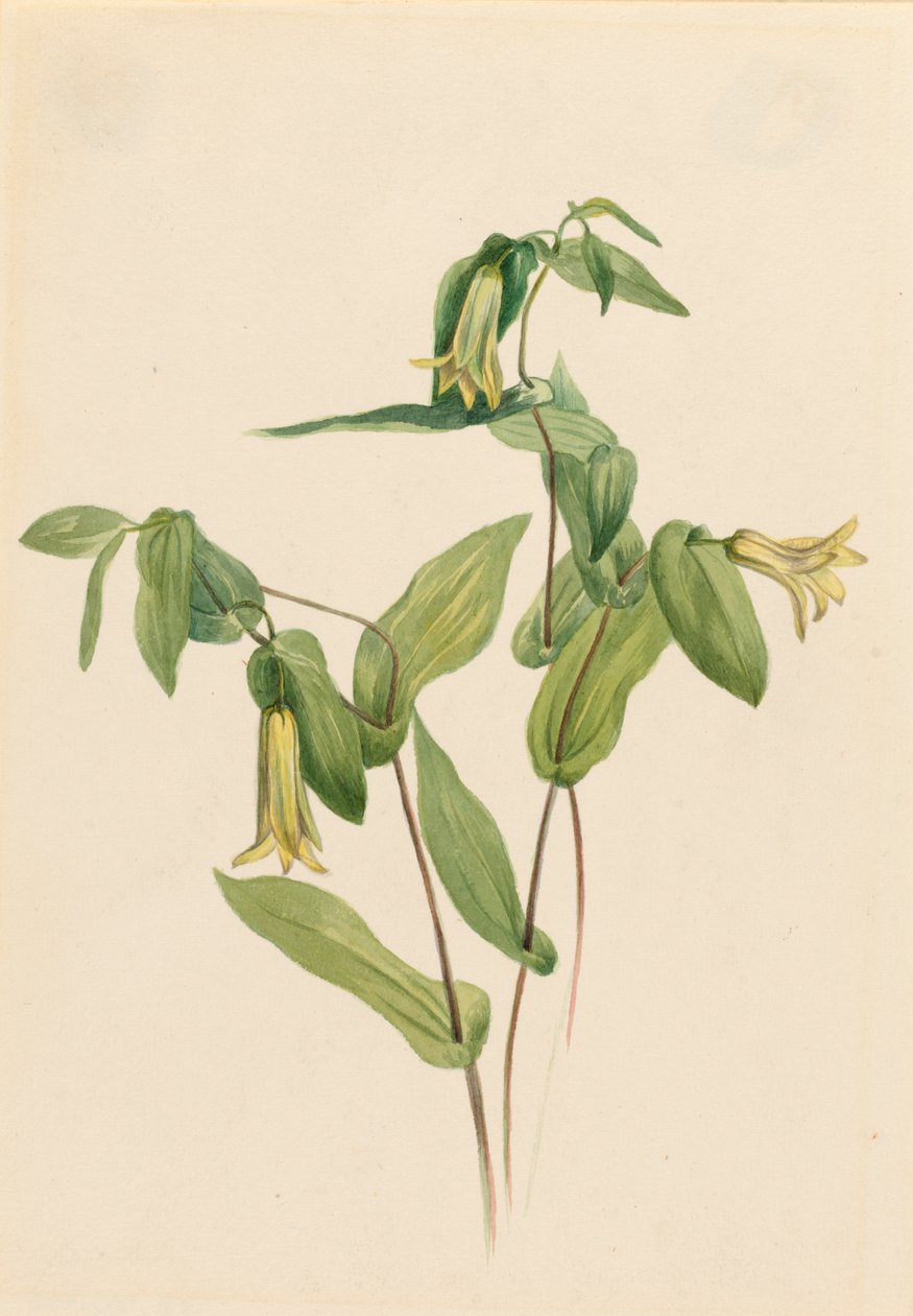 Ahşap Merrybells Uvularia perfoliata, n.d. by Mary Vaux Walcott
