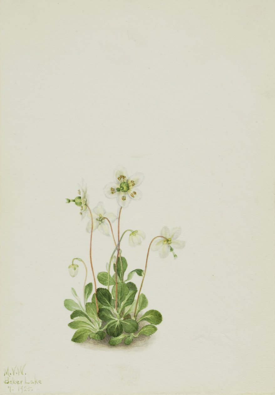  by Mary Vaux Walcott