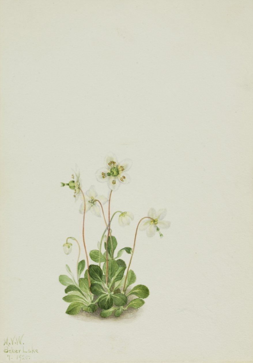Orman Perisi Moneses uniflora, 1925. by Mary Vaux Walcott
