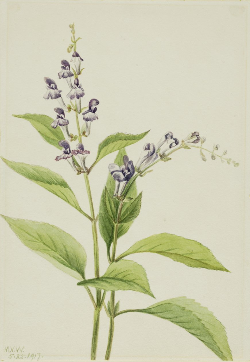 Ahşap Kafatası Scutellaria serrata, 1917. by Mary Vaux Walcott