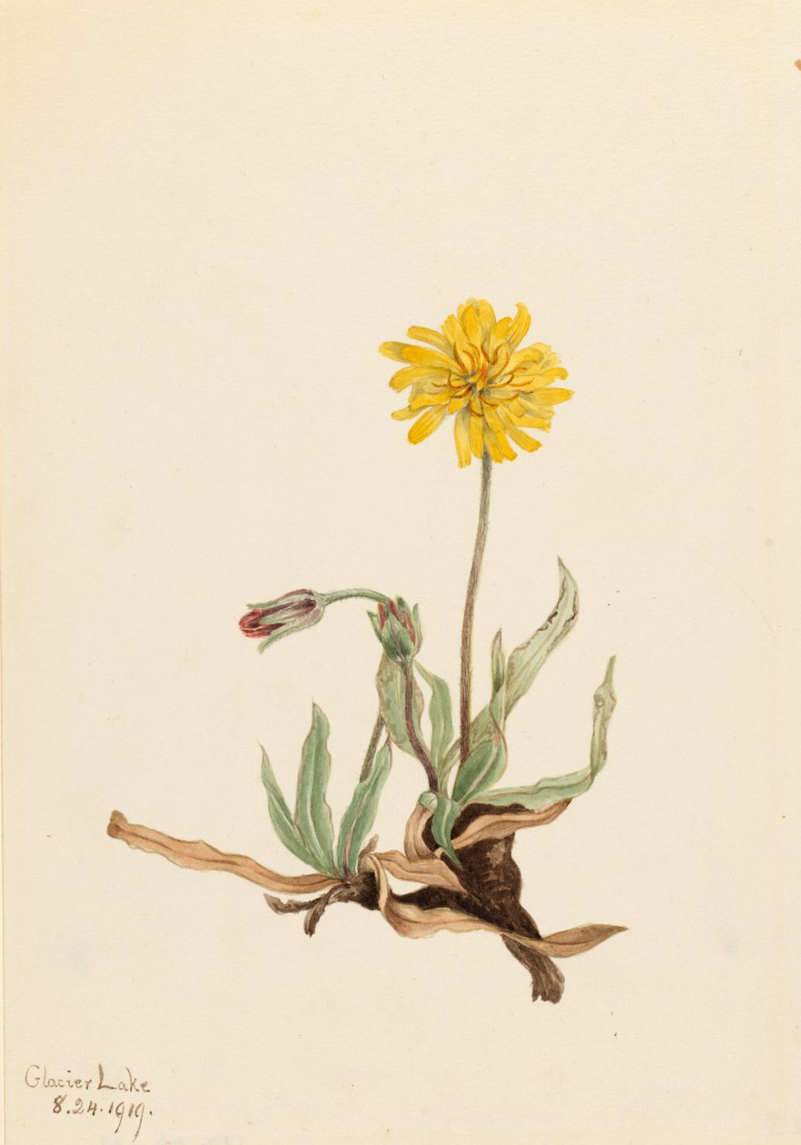 Agoseris Agoseris villosa Yünlü, 1919 by Mary Vaux Walcott