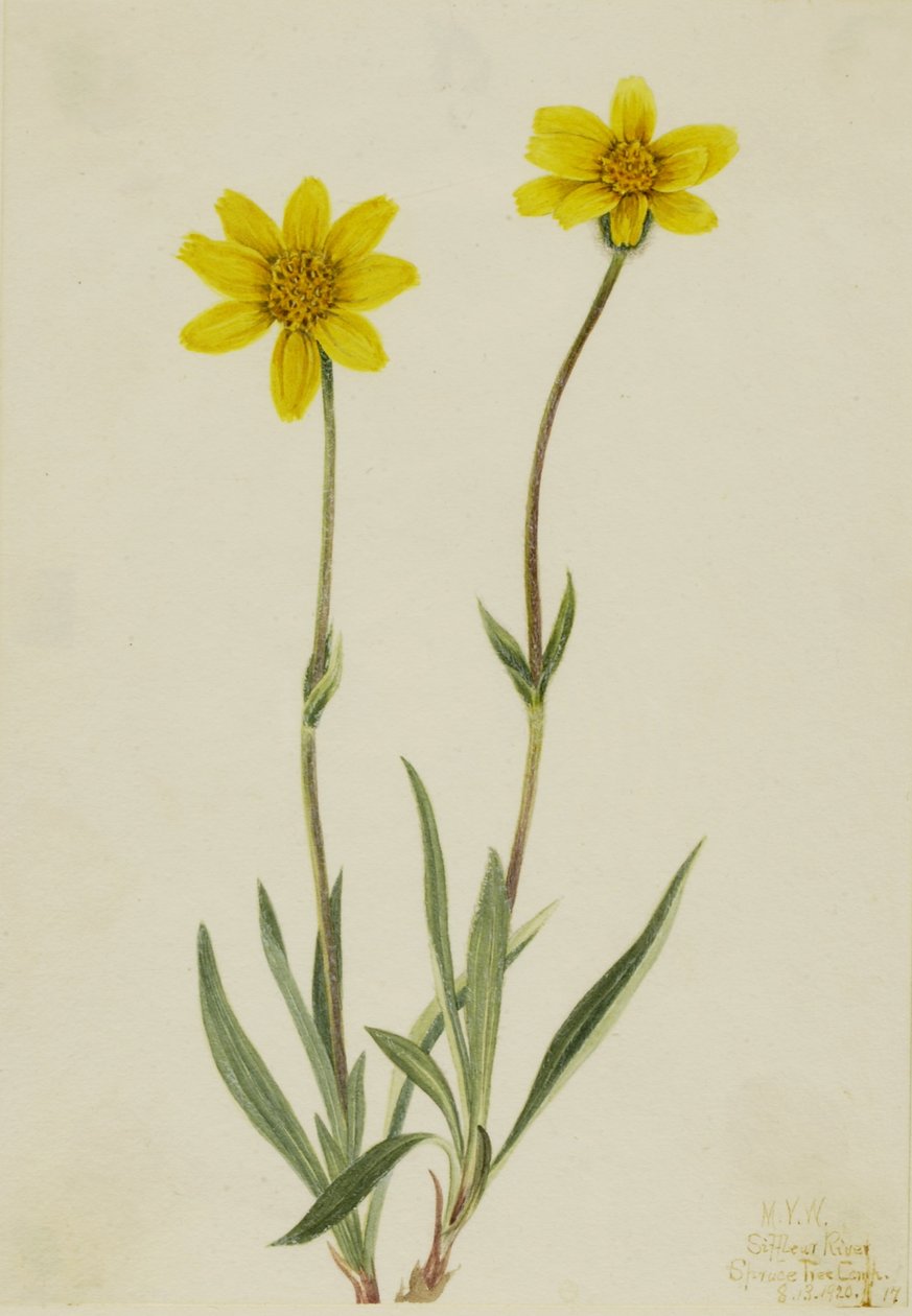  by Mary Vaux Walcott
