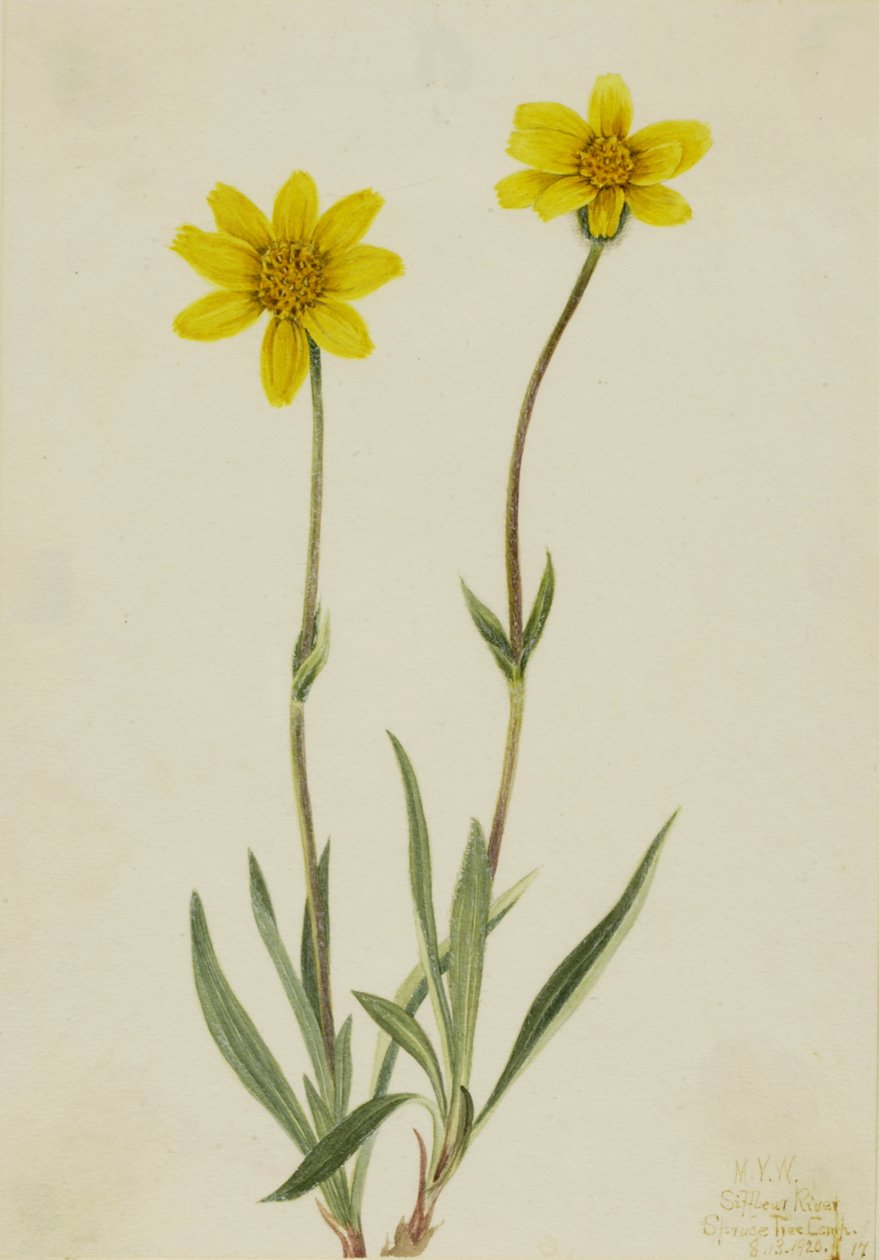 Yünlü Arnica Arnica tomentosa, 1920. by Mary Vaux Walcott