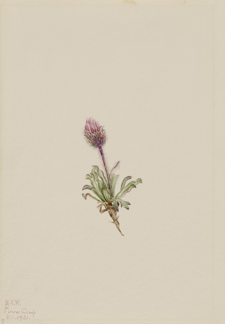  by Mary Vaux Walcott