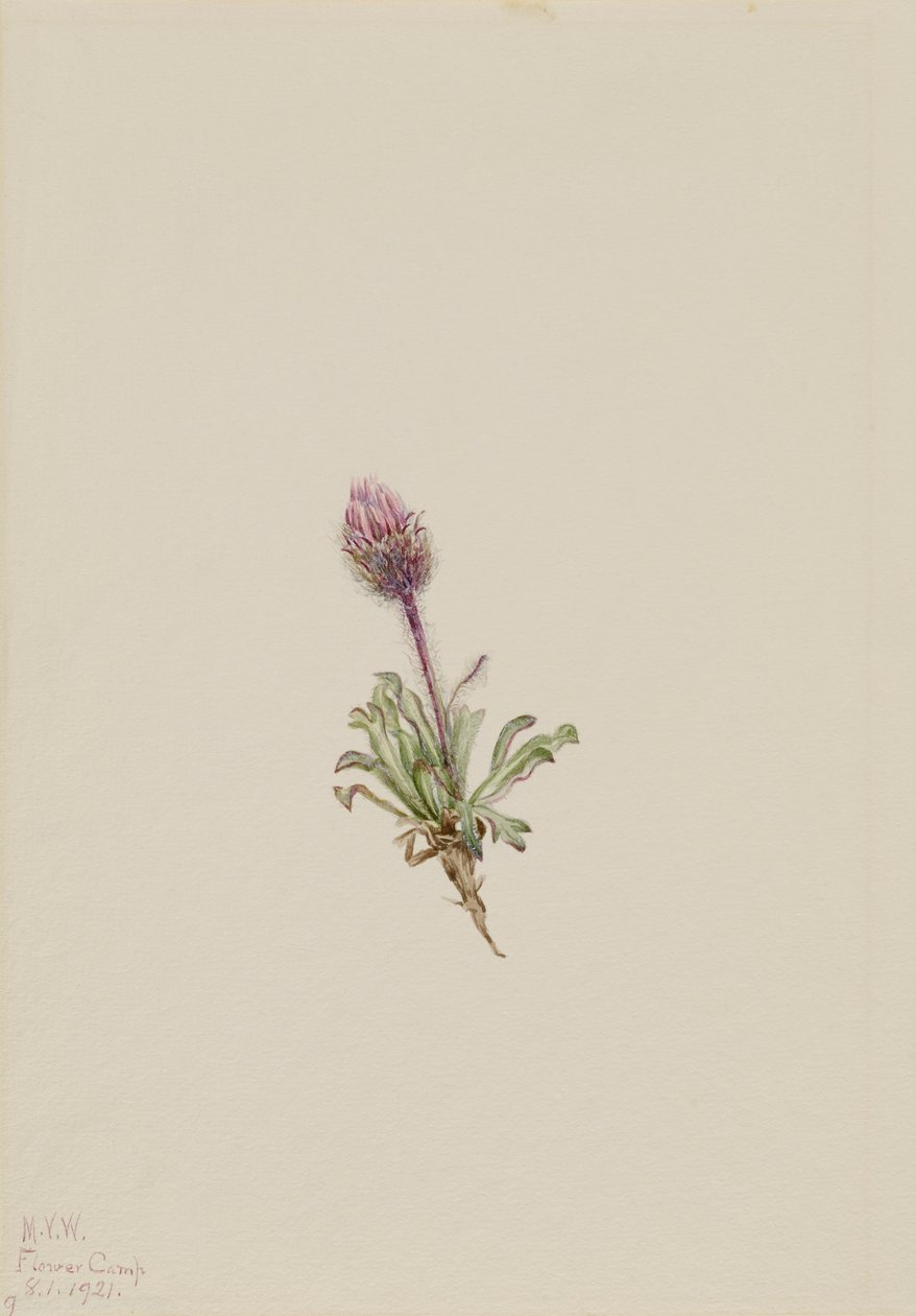 Yünlü Fleabane Erigeron lanatus, 1921. by Mary Vaux Walcott