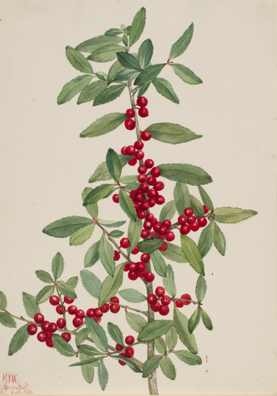  by Mary Vaux Walcott