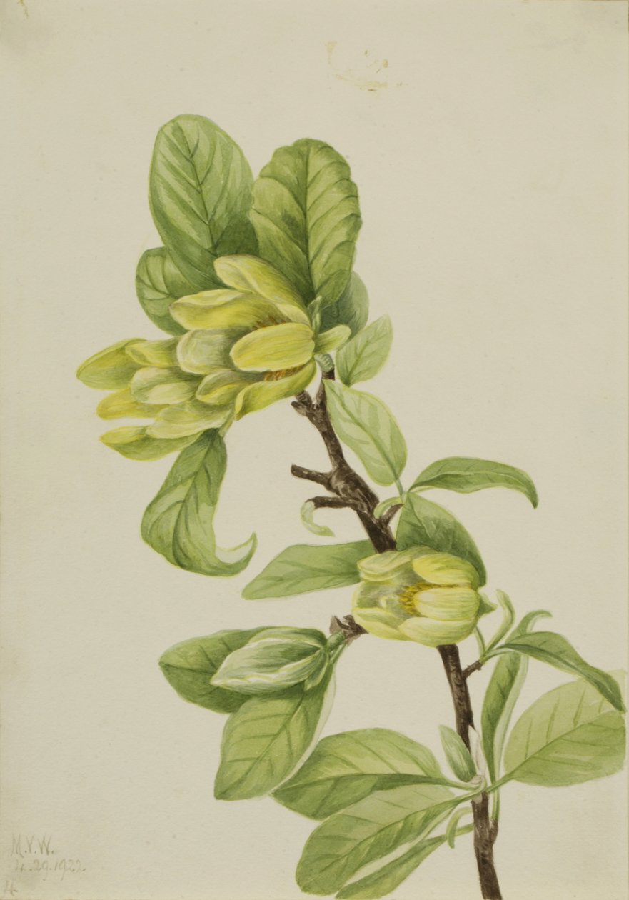 Sarı Salatalık Ağacı Manolya cordata, 1922. by Mary Vaux Walcott